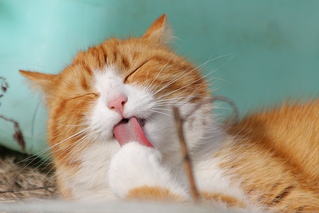 Afagos Terapêuticos: Como Acalmar Gatos com Ansiedade de Separação