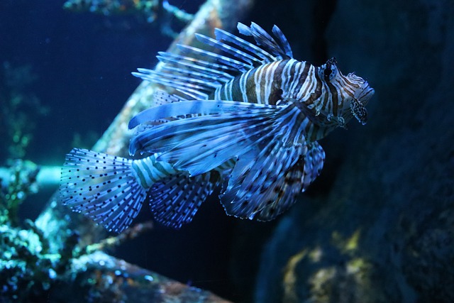 Captura e Remoção do Peixe Leão: Estratégias para Controlar sua Invasão