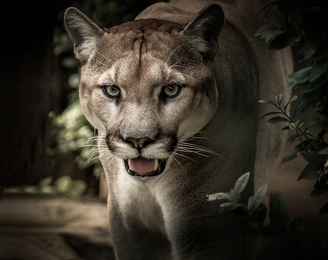 Puma: Características e Comportamento do Felino Silencioso