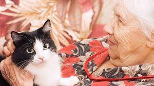 Terapia com Gatos: Efeitos Positivos