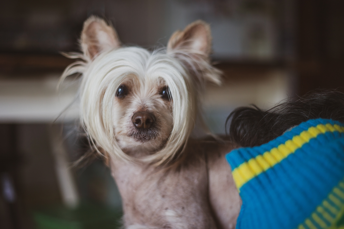 Cão Crista Chinês: Cuidados e Curiosidades