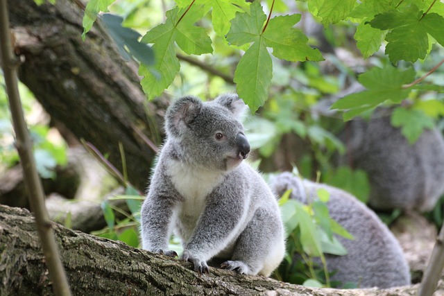 Coala: Marsupial Fascinante