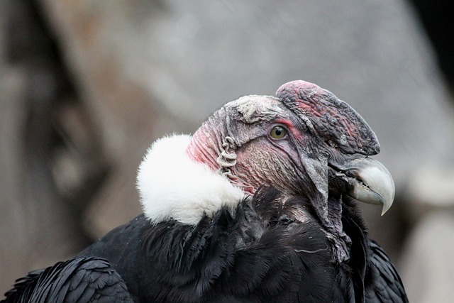Condor-dos-Andes: Proteção e Estratégias de Conservação