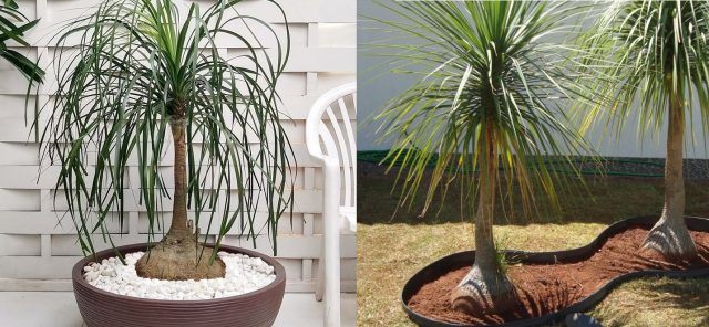 Pata de Elefante: Benefícios Surpreendentes