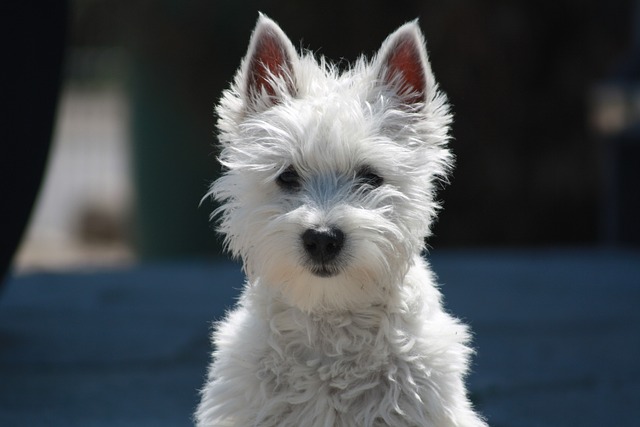 West Highland Terrier: Treinamento e Integração Social