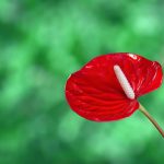 Foco na Flor Antúrio