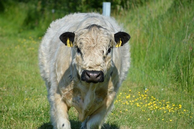 Galloway: Características da Raça Bovina