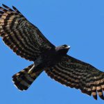 Gavião Pega Macaco Voando