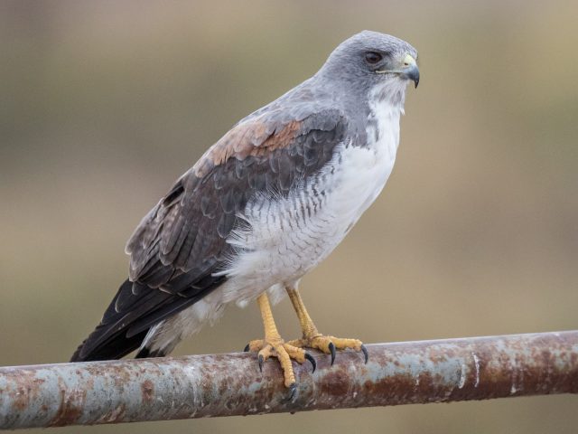 Gavião-de-Rabo-Branco: Habitat e Ninhos