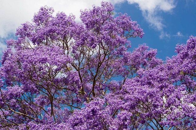 Espécies de Jacarandá: Características Únicas