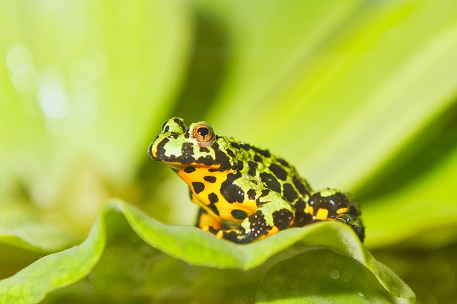 Sapo-Barriga-de-Fogo: Beleza e Ecologia