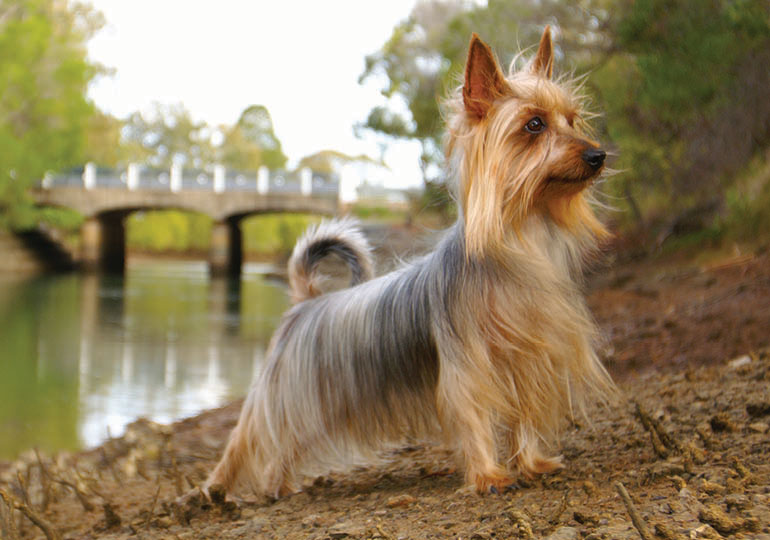 Silky Terrier: Carinho e Companhia