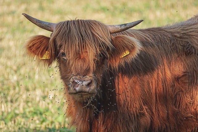 Vaca Peluda: Características Intrigantes