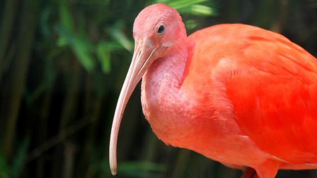 O Intrigante Comportamento da Ave Guará