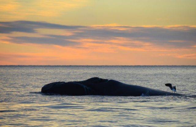 Habitat da Baleia-Franca Boreal