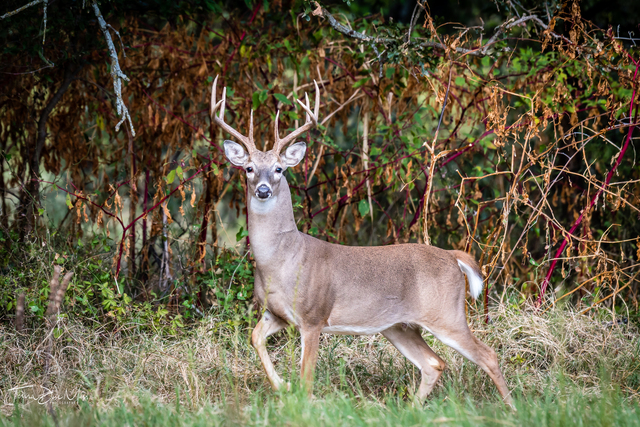 Cariacu: Raridade na Fauna