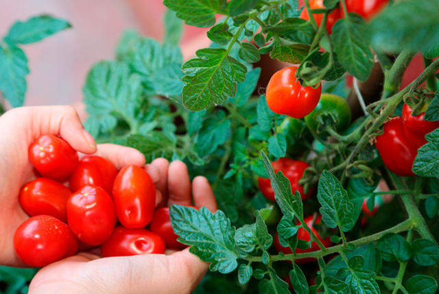 Regando Tomates em Vasos: Dicas