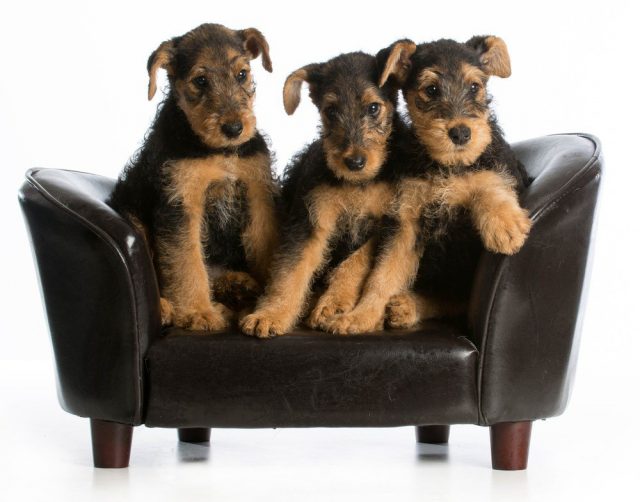 Criação de Filhotes de Airedale Terrier