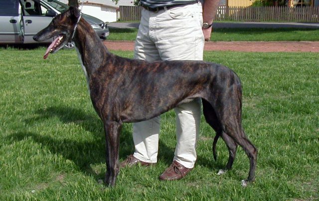 Cuidados Essenciais com o Galgo Inglês