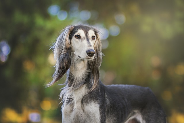 Greyhound: Treinamento de Sucesso