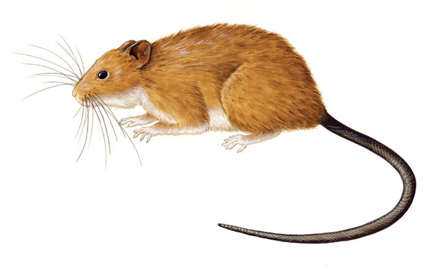 Características do Rato-do-Mato-Ferrugíneo