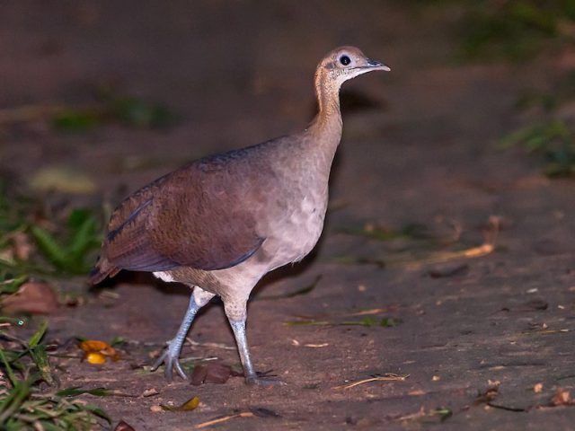 O Macuco em seu Ambiente Natural