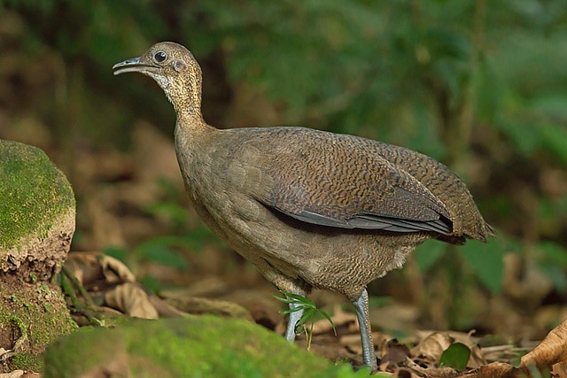 Os Hábitos da Aves Macuco na Floresta