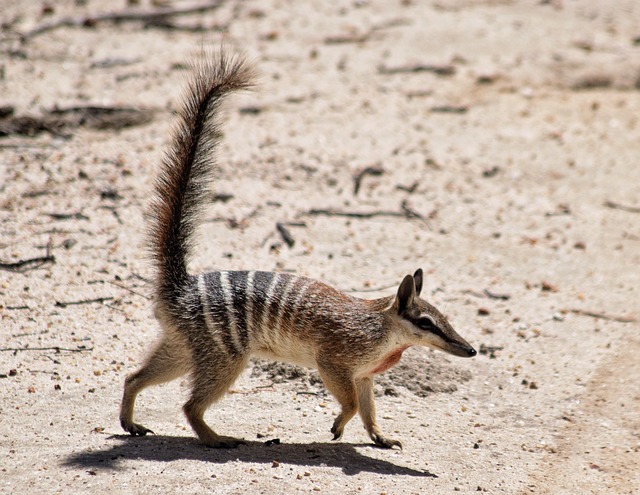 Habitat e Dieta do Numbat