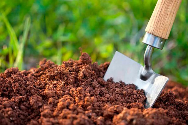 Terra Orgânica: O Alimento das Plantas