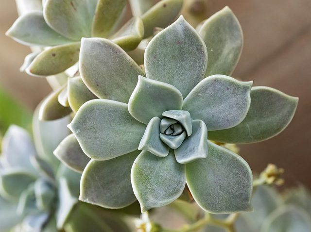 Plantas Fantasma: Raridades Pouco Conhecidas