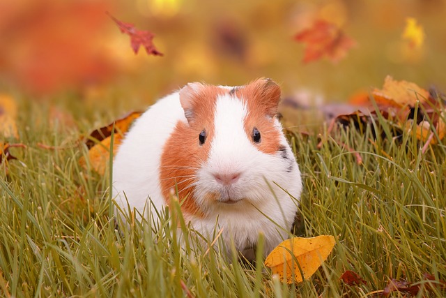 Preá (Cavia aperea): Características, Habitat e Conservação