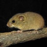 Rato do Mato Laranja