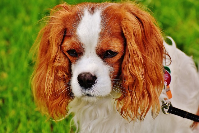 Cavalier King Charles: Alimentação Ideal