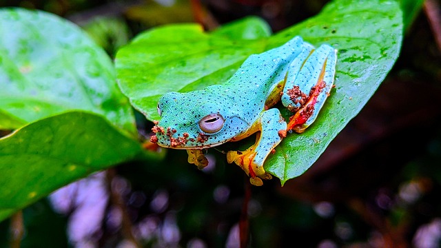 Sapos Coloridos: Seu Ambiente Natural