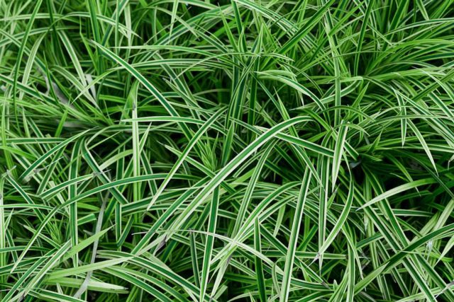 Gramíneas Ornamentais para Terrenos Úmidos: 6 Espécies Ideais