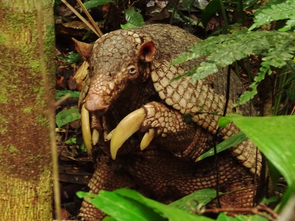 Habitat do Tatu-Canastra