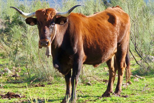 Vaca Pajuna na Economia Pecuária: Contribuições Valiosas