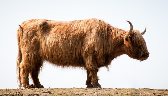 Vaca Peluda na Agricultura Sustentável