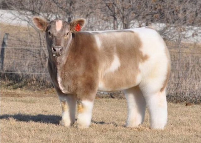 Vaca Peluda: Seu Habitat Natural
