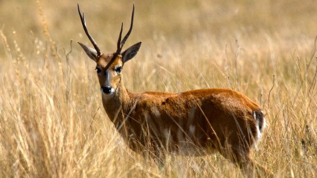 Alimentação Natural do Veado-Campeiro