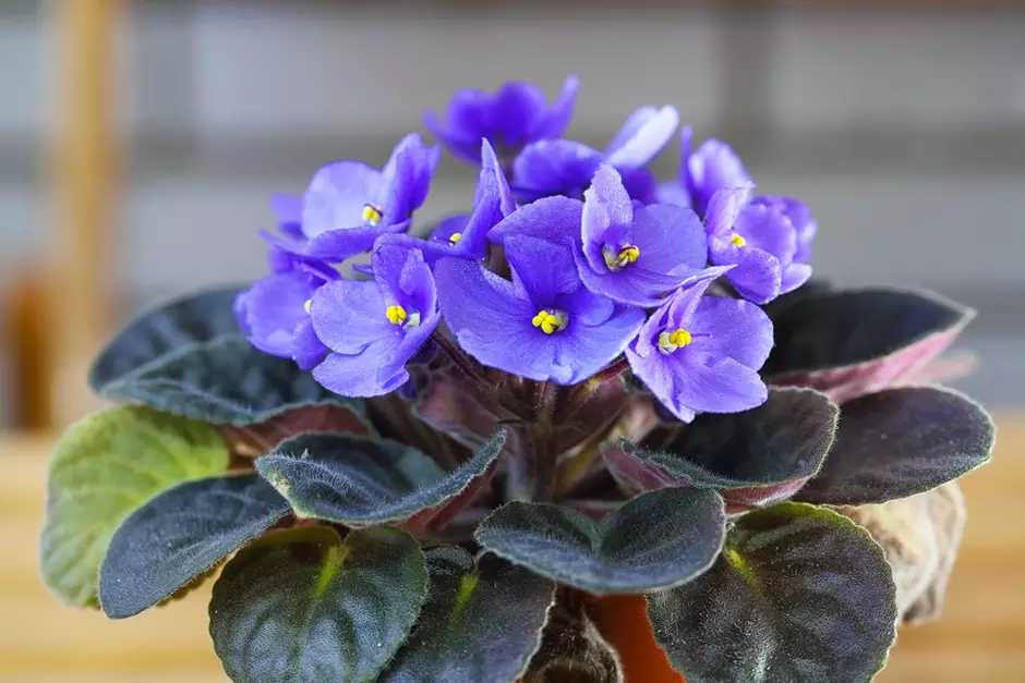 Como cultivar violetas africanas dentro de casa?