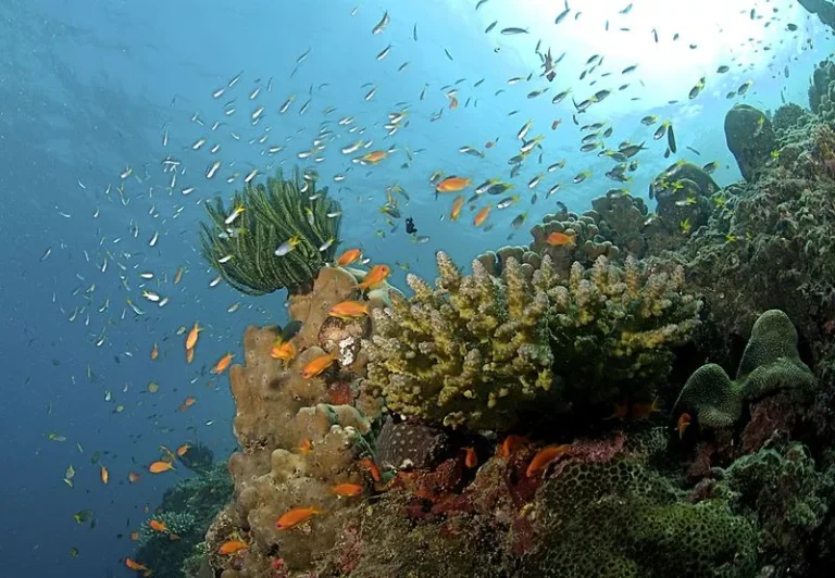 Corais e Vida Marinha