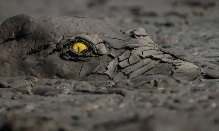 crocodilo camuflagem