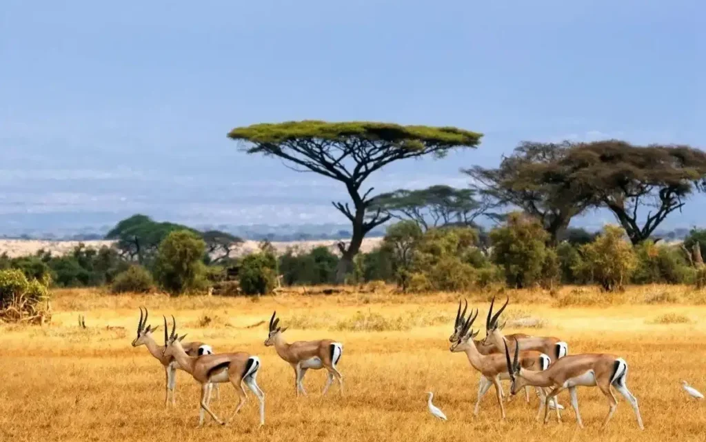 Estratégias de Caça de Predadores da Savana