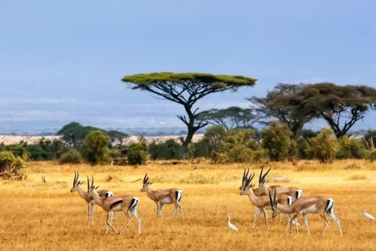 savana