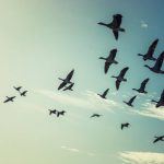Aves Migratórias