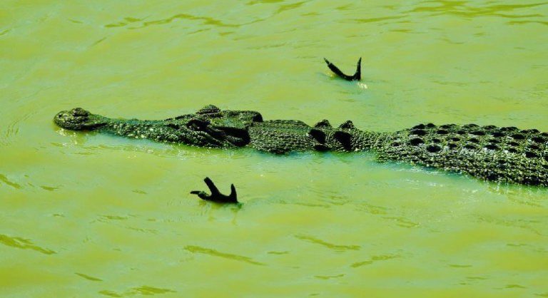 Crocodilo Caçando