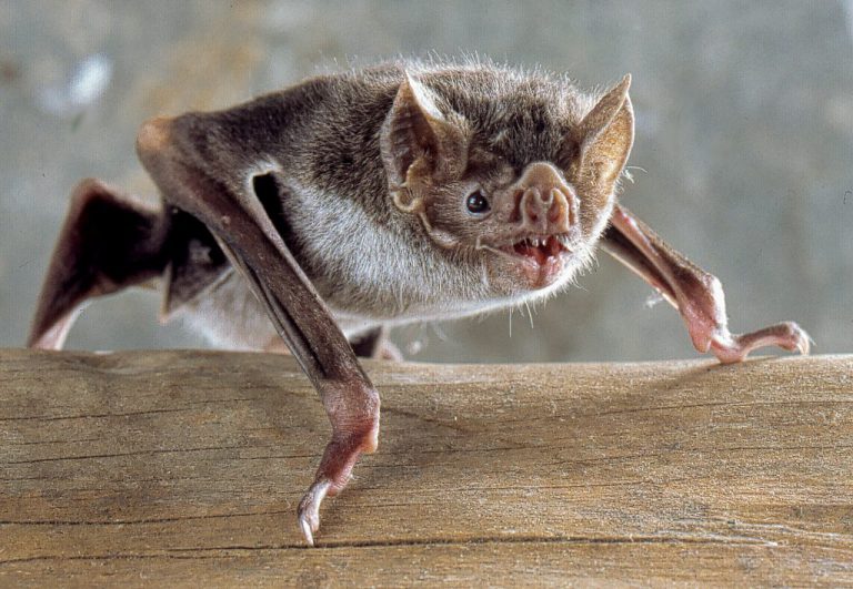 morcegos