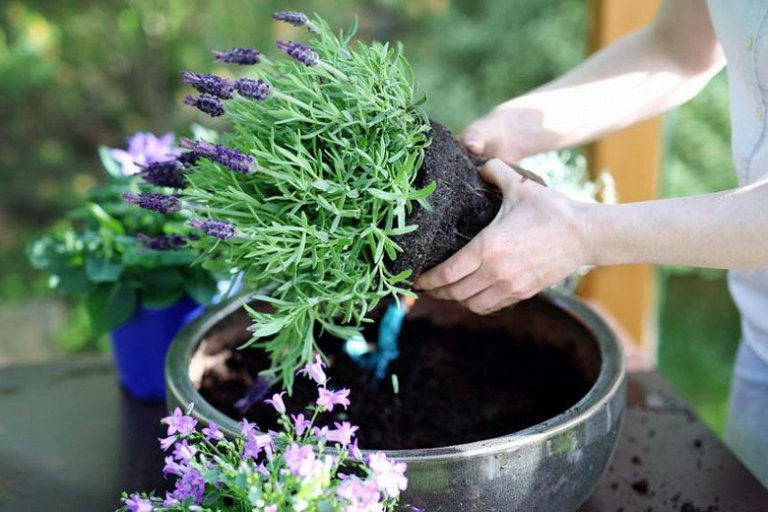 plantar lavanda