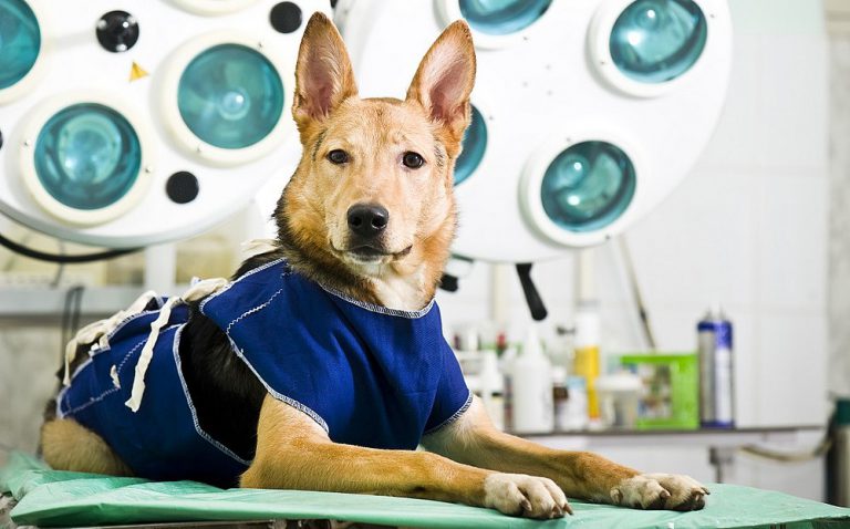 castração de cães